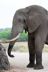 Wall Mural - African Elephant Bull in musth in Kruger National Park in South Africa RSA