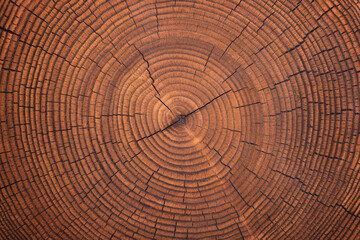  brown wooden stump texture, annual rings background