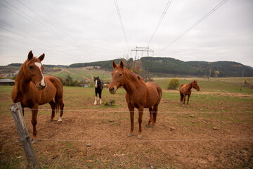 Poster - Beautiful view of a farm and brown horses