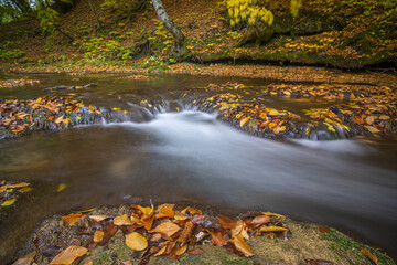 Wall Mural - River water with fallen autumn leaves flowing through the forest with dense vegetation