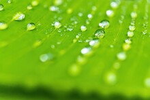 Macro Closeup Of Beautiful Fresh Green Leaf Banana With Drop Of Water After The Rain In Morning Sun Nature Background.