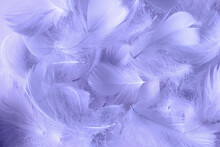 Bird Feathers Background Toned In Trending Color Of The Year 2022 Very Peri Lavender, Tenderness And Softness Concept, Selective Focus