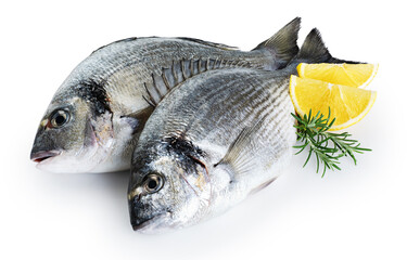 Wall Mural - Gilt-head bream (dorade) isolated on white background. With clipping path.