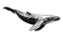 Whale Vector Clipart. White Abstract Sperm Whale Illustration. Graphic Design For Printing And Cutting Files. Silhouette Cut Out Design For T-shirt Cups And Stuff. Whale Logo, Tattoo. Underwater Wor