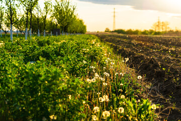 Canvas Print - Agricultural land prepared for farming