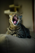 Tabby Cat Yawning While Sitting On Sofa At Home