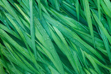 Dew Covered Blades Of Grass