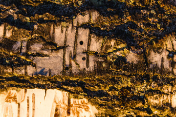 Wall Mural - Macro shot of gorgeous textured wood during the golden hour