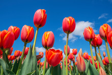 Surface View Of Bed Of Red Blooming Tulips