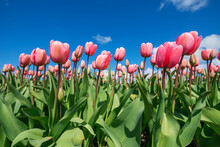 Surface View Of Bed Of Pink Blooming Tulips