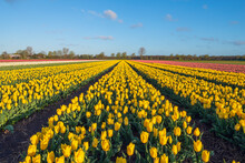 Yellow Tulips Blooming In Vast Springtime Field