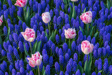 Bed Of Blooming Grape Hyacinths And Tulips