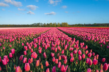 Pink Tulips Blooming In Vast Springtime Field
