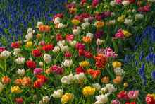 Bed Of Colorful Tulips And Grape Hyacinths