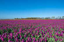 Purple Tulips Blooming In Vast Springtime Field