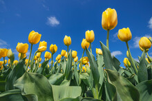 Surface View Of Bed Of Yellow Blooming Tulips