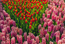 Bed Of Red Tulips And Pink Hyacinths