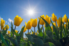 Surface View Of Sun Shining Over Bed Of Yellow Blooming Tulips