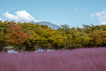 Misa Gyeongjeong Park Pink Muhly Grass In Hanam, Korea