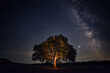 Lone oak tree in a large field shot at night with the Milky Way stars galaxy in the sky