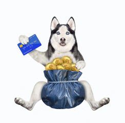 Wall Mural - A dog husky with a credit card and a gift sack of gold dollar tied with a rope. White background. Isolated.