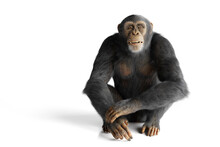 Chimpanzee Monkey Isolated On White