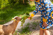 Kind füttert Ziege. Jungtier füttern am Bauernhof. Urlaub am Bauernhof. Child feeds goat. Feeding cubs on the farm. Holiday on a farm.