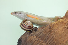 An Adulit Common Sun Skink Is Sunbathing Before Starting His Daily Activities. This Reptile Has The Scientific Name Mabouya Multifasciata. 
