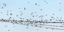 Big Flock Of Swallows And Sand Martins (Riparia Riparia) Sits On Wires Before Autumn Migration