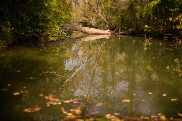 Wall Mural - Beautiful view of a lake surrounded by trees