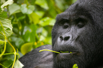 Poster - Highland Gorilla eating green leaves in Bwindi Impenetrable National Park, Uganda