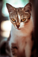 Wall Mural - Selective focus shot of an adorable grey and white cat