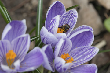 Poster - Closeup of a beautiful bee in the crocus