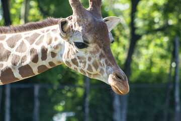 Wall Mural - Portrait of a cute giraffe at the zoo