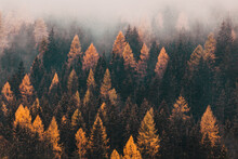 Foggy Autumn Landscape With Pine Trees