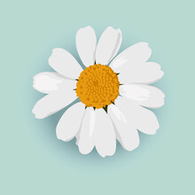 Beautiful Daisy Chamomile Flower