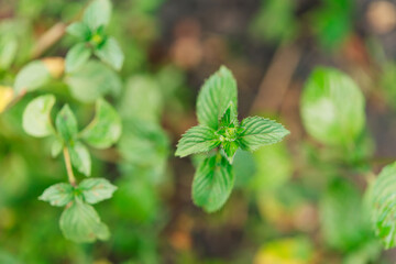 Poster - Mentha piperita ( mint variety), a plant in the garden	