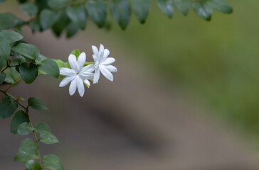 Sticker - Closeup shot of blooming small white flowers