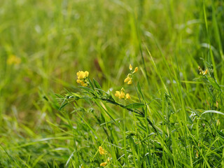 Sticker - Selective focus shot of growing meadow rank