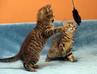 two little brown tabby kittens playing