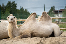 The Camel Is Lying On The Sand And Has Opened Its Mouth