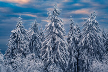 View Of Snow-covered Conifers On The Großer Feldberg In Taunus / Germany At Dusk 
