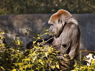 Wall Mural - Scenic shot of an adorable gorilla living at the Kansas City Zoo, Missouri, United States