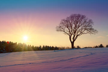 Wall Mural - sunset under the winter tree. christmas background.