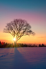 Wall Mural - sunset under the winter tree. christmas background.