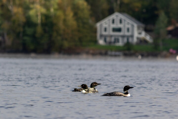 Canvas Print - Common loons swimming in the lake. Moosehead Lake, Maine, United States.