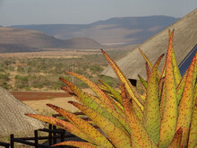 Closeup Shot Of A Mountain Aloe (Aloe Marlothii) With Mountains In The Background In South Africa