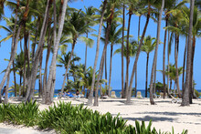 Vacation On Tropical Beach, Ocean Coast With Coconut Palm Trees And People Tanning In Lounge Chairs On A Sand