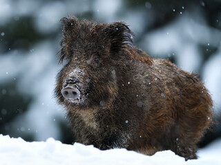 Wall Mural - Wild boar closeup in winter forest