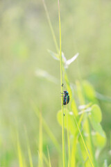 Canvas Print - Verticselective focus shot of a bug on a plant